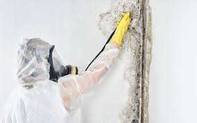 Best Mold Documentation for Insurance Claims  in Carle Place, NY